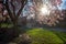 The Sun Peaking Through a Cherry Blossom Tree