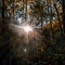 Sun peaking through leaves in the forest