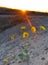 Sun peaking over mountain at sunset shining on desert flower / p