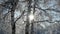 sun peeks out from behind the trunk of a birch tree in a winter snow-covered forest