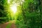 Sun in the pine forest and road with green grass .