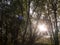 sun poking through trees inside a forest stunning and lush creating a powerful scene of nature that is peaceful moving and