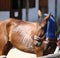 Sun protection with wet terrycloth on head of a thoroughbred sp