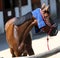 Sun protection with wet terrycloth on head of a thoroughbred sp