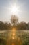 Sun Raising Over High Grasses with Morning Dew and Trees in Spring