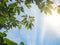 Sun ray with blue clouds sky and fresh foliage. Fresh green of sunshine filtering through leaves