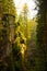 Sun rays in amazing mountain ravine full of pine trees in Poland