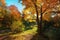 Sun rays through autumn trees. Natural autumn landscape in the forest. Autumn forest and sun as a background.