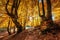 Sun rays through autumn trees. Natural autumn landscape in the forest. Autumn forest and sun as a background.