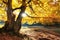 Sun rays through autumn trees. Natural autumn landscape in the forest. Autumn forest and sun as a background. Autumn landscape