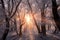 sun rays breaking through frosty trees
