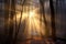 sun rays breaking through misty winter forest