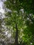 Sun rays crossing through branches of trees. Green leaves