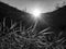 Sun Rays at Daybreak Shine on Grasses in Black and White Glow