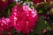 The sun rays fall on a part of this large cluster of pink-red rhododendron flowers in the park De Horsten in Wassenaar, the Nether