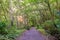 Sun rays filter through the forest canopy on hiking trail