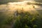 Sun rays on foggy summer meadow aerial view. Vivid nature landscape in sunlight view from above. Amazing sunny river nature with