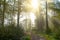 Sun rays glowing during sunrise after a foggy night in the Forrest