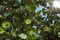 Sun rays go through apple tree leafs