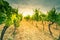 Sun rays in grape vine rows in fields