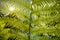 Sun rays through the green leafs