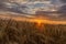 Sun rays hugging the wheats. Beautiful Nature Sunset Landscape.