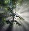 Sun rays through the leaves in a beech forest