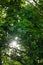 Sun. Rays. Leaves. Tree. Forest. Green