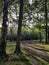 Sun rays onto a woodland road