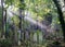 Sun rays on overgrown graves in cemetery