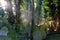 Sun rays on overgrown graves in cemetery