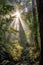 sun rays peeking through a dense forest canopy