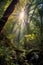 sun rays peeking through a dense forest canopy