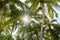 Sun rays penetrating through green palm tree leaves