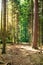 Sun rays penetrating green tall forest trees on a summer day evening