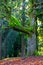 Sun Rays Shine Through Thick Trees at Mt. Tabor Park in Portland Oregon