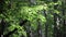 Sun rays shining on beech leaves in a forest in spring