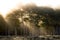 Sun rays shining through foggy aspen forest