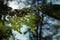 Sun rays shining through green and holey leaves on a tree