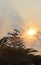 Sun rays slowing showing off it\\\'s light, with Terminalia tree silhoutte