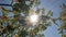 Sun rays tree. Blue sky. Green leaves. Bright sun rays effect flare