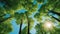 sun rays through trees a nature wallpaper with green trees reaching for the sun rays in the blue sky nature, wallpaper,