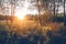 Sun Rays Through Woods Trees In Summer Forest