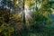 sun reys through autumn colored tree leaves