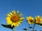 Sun-rich Orange Summer Tall Sunflowers. Sunflower seeds. Yellow sunflower and blue sky background.