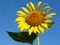 Sun-rich Orange Summer Tall Sunflowers. Sunflower seeds. Yellow sunflower and blue sky background.