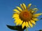 Sun-rich Orange Summer Tall Sunflowers. Sunflower stamen seeds. Yellow sunflower and blue sky background.