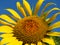 Sun-rich Orange Summer Tall Sunflowers. Sunflower stamen seeds. Yellow sunflower and blue sky background.