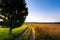 Sun rises over field of wheat