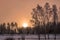 Sun rises over pine tree forest, rose clean skies, three birches at the left side stands closer to viewer, very cold day